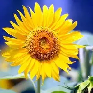 证果果于2022-12-02 13:10发布的图片