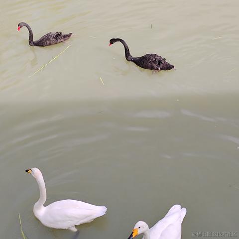 优秀稳妥的金枪小魔王于2022-09-26 09:26发布的图片