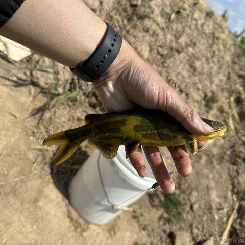 devhg于2023-05-03 21:15发布的图片