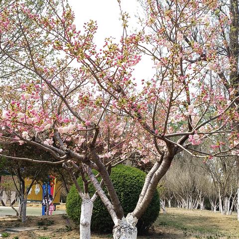 韵楚前颜于2023-04-01 18:26发布的图片