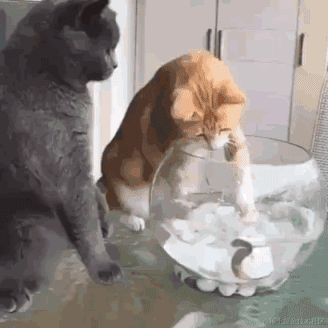 ditto于2022-11-25 17:35发布的图片