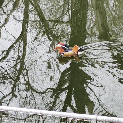 私涙洇于2023-04-04 06:37发布的图片