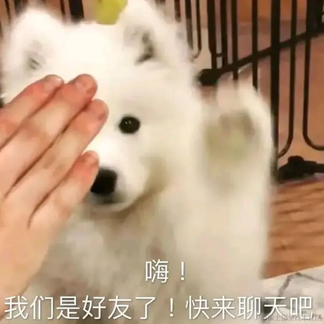 白色小雪貂于2022-11-09 07:28发布的图片