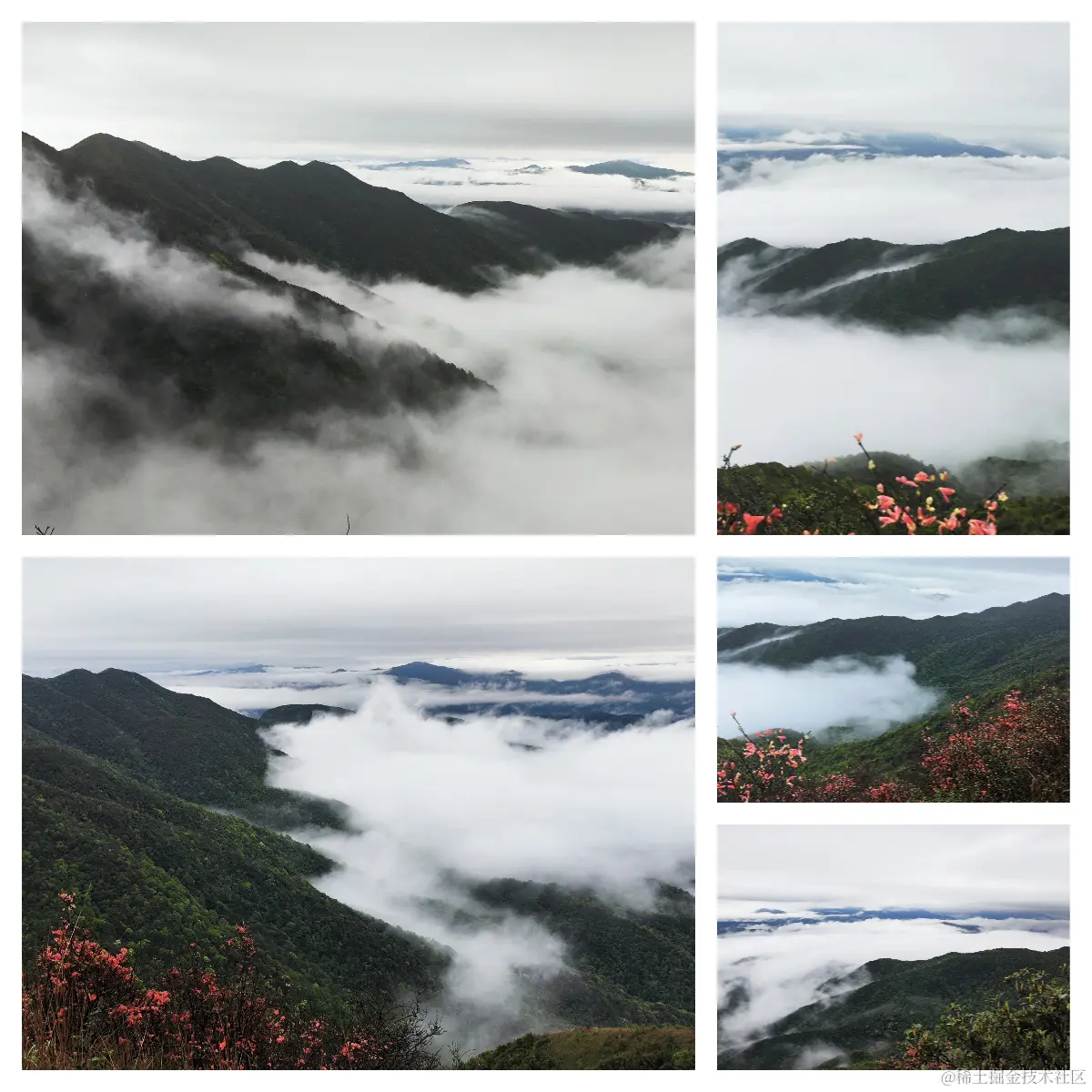 通天蜡烛.jpg