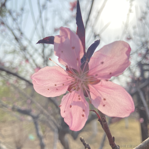 Ysh于2024-05-03 12:40发布的图片