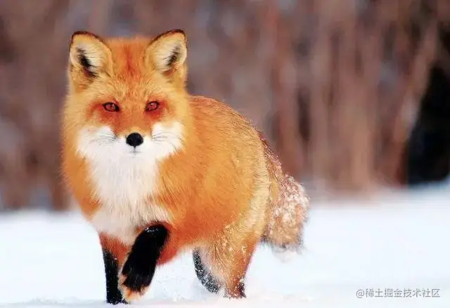紅狐圖片