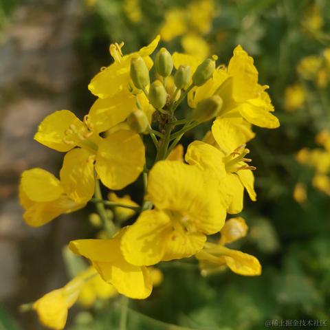 快乐的小菜鸟118于2023-04-18 11:50发布的图片