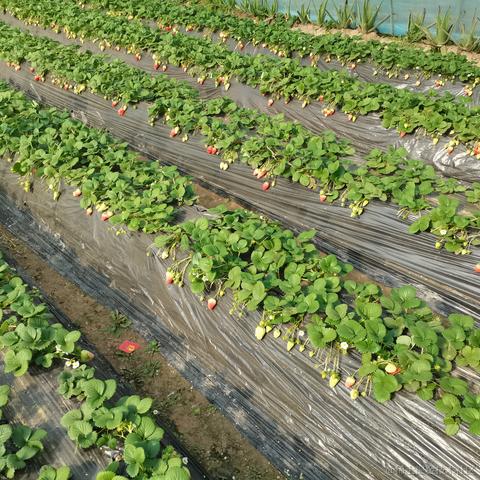 魈的身高于2023-01-24 13:08发布的图片